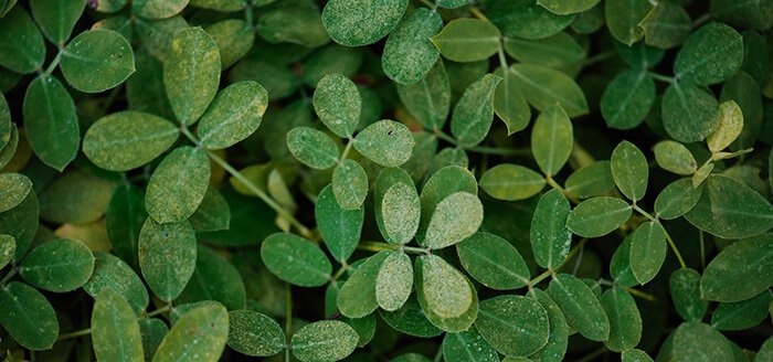 5 Gardening Tips and Ideas that Actually Work