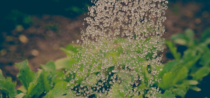 Tips Berkebun yang Harus Diketahui Setiap Tukang Kebun