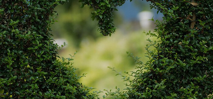 10 Tips Berkebun Ahli untuk Pemula